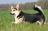 CORGI PEMBROKE 1299